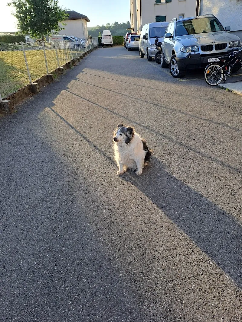Cabinet vétérinaire L'ami des 4 pattes — Tierarzt in Morges, Waadt. Bewertung 4.8/5.