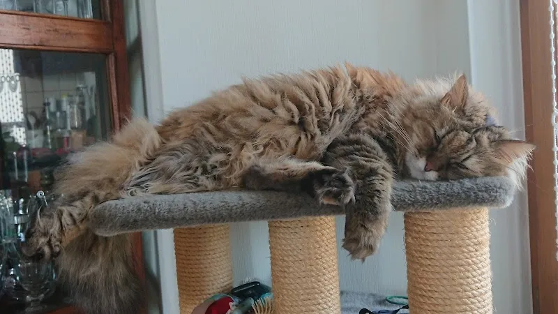 Cabinet vétérinaire L'ami des 4 pattes — Tierarzt, Morges, Waadt. Foto 2