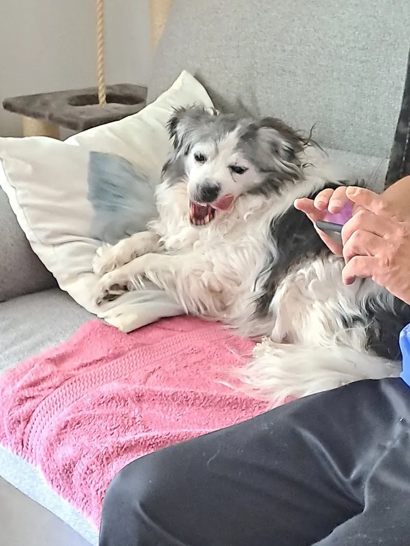 Cabinet vétérinaire L'ami des 4 pattes — Tierarzt, Morges, Waadt. Foto 3