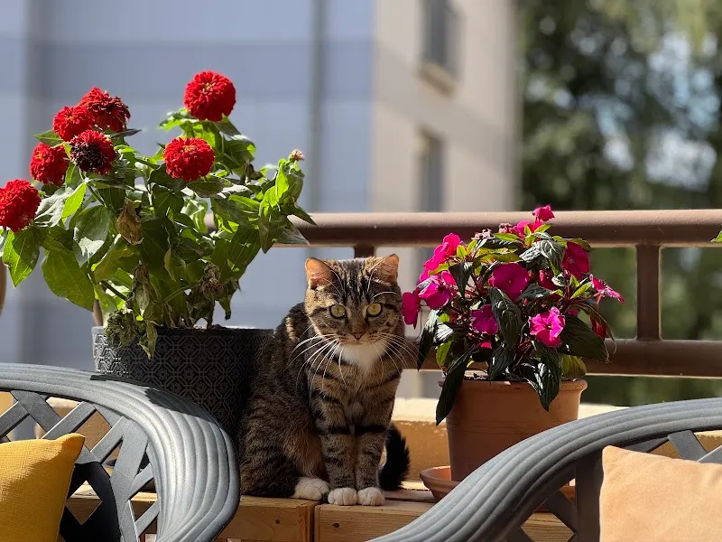 Cabinet vétérinaire Pegasus — Vétérinaire, Lausanne, Vaud. Foto 3