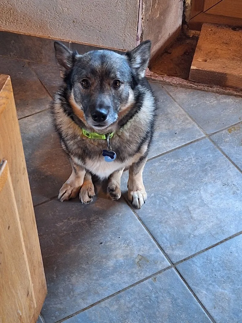 Cabinet vétérinaire Vetanimo SA — Tierarzt in Grandson, Waadt. Bewertung 4.4/5.