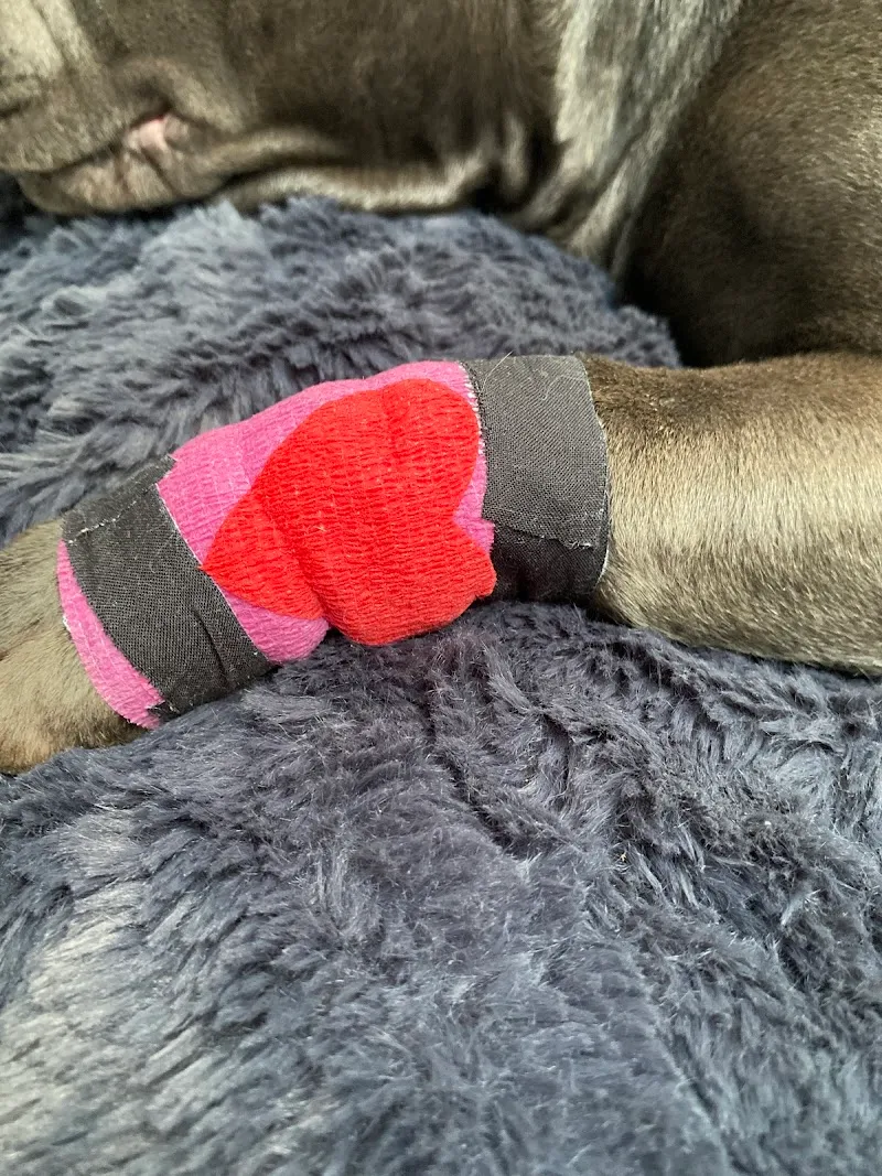 Cabinet vétérinaire Vetanimo SA — Tierarzt, Grandson, Waadt. Foto 2