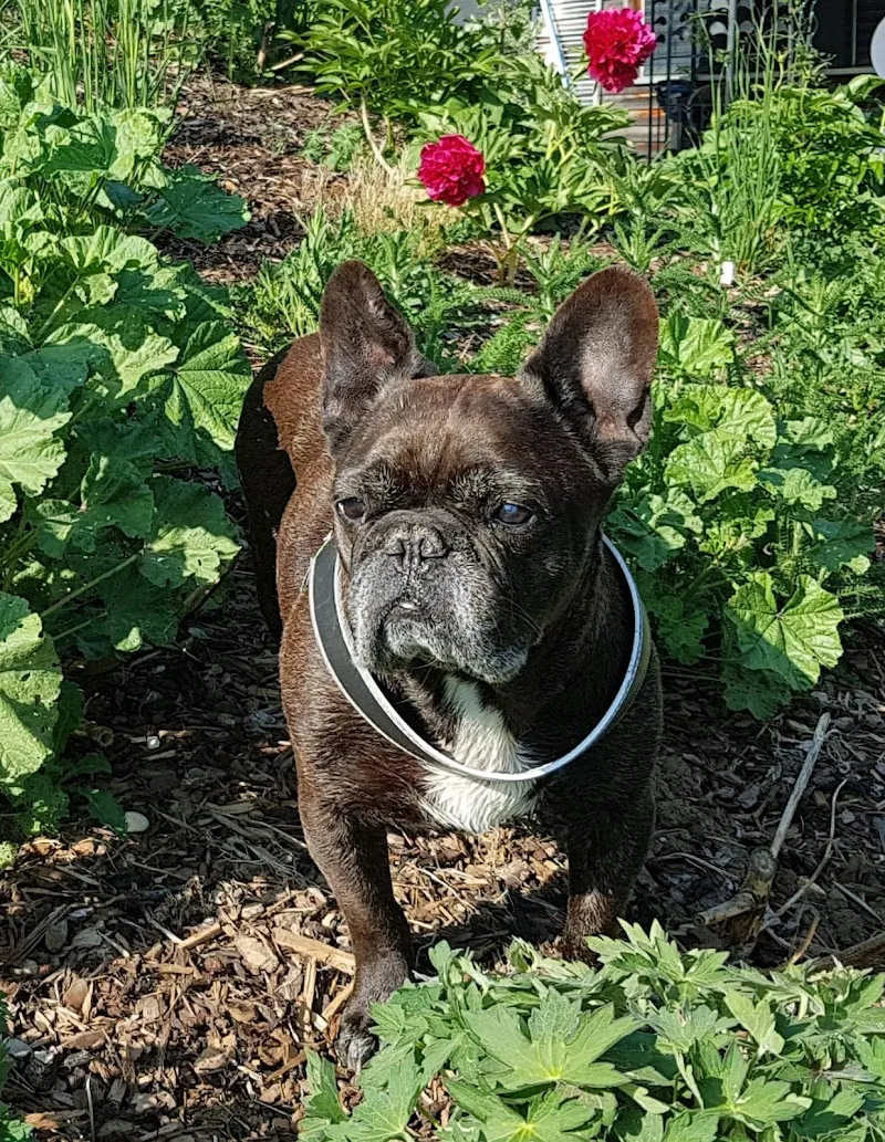 Cabinet vétérinaire de Chailly — Vétérinaire, Lausanne, Vaud. Foto 2
