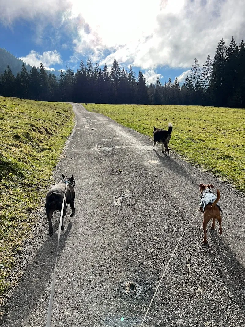 Minoutoutou — Katzenpension in Châtel-Saint-Denis, Freiburg. Bewertung 5.0/5.