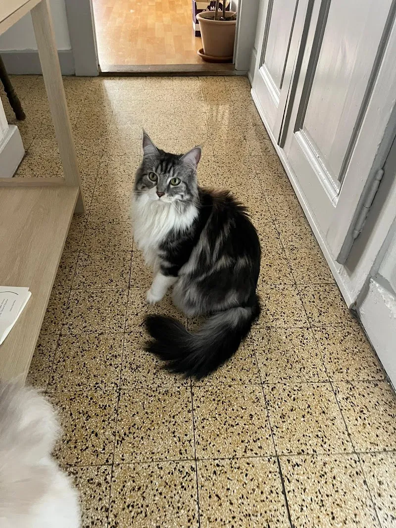 Minoutoutou — Katzenpension, Châtel-Saint-Denis, Freiburg. Foto 2