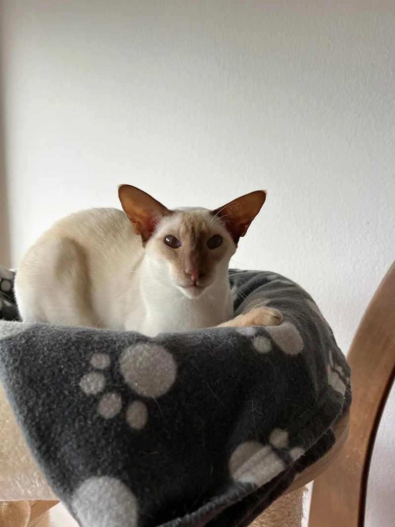 Minoutoutou — Katzenpension, Châtel-Saint-Denis, Freiburg. Foto 3