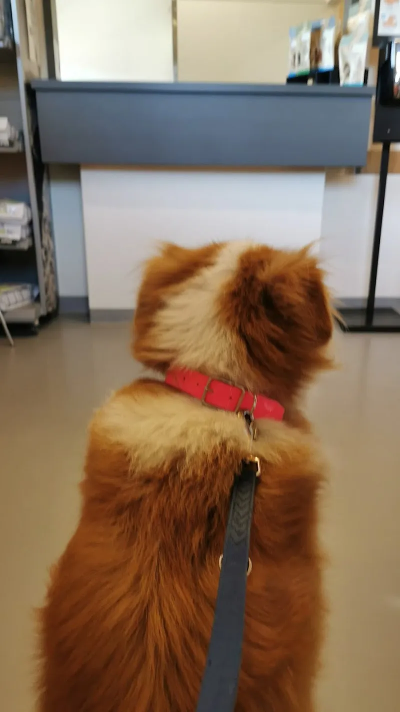 Cabinet vétérinaire de la Blécherette — Tierarzt, Le Mont-sur-Lausanne, Waadt. Foto 3