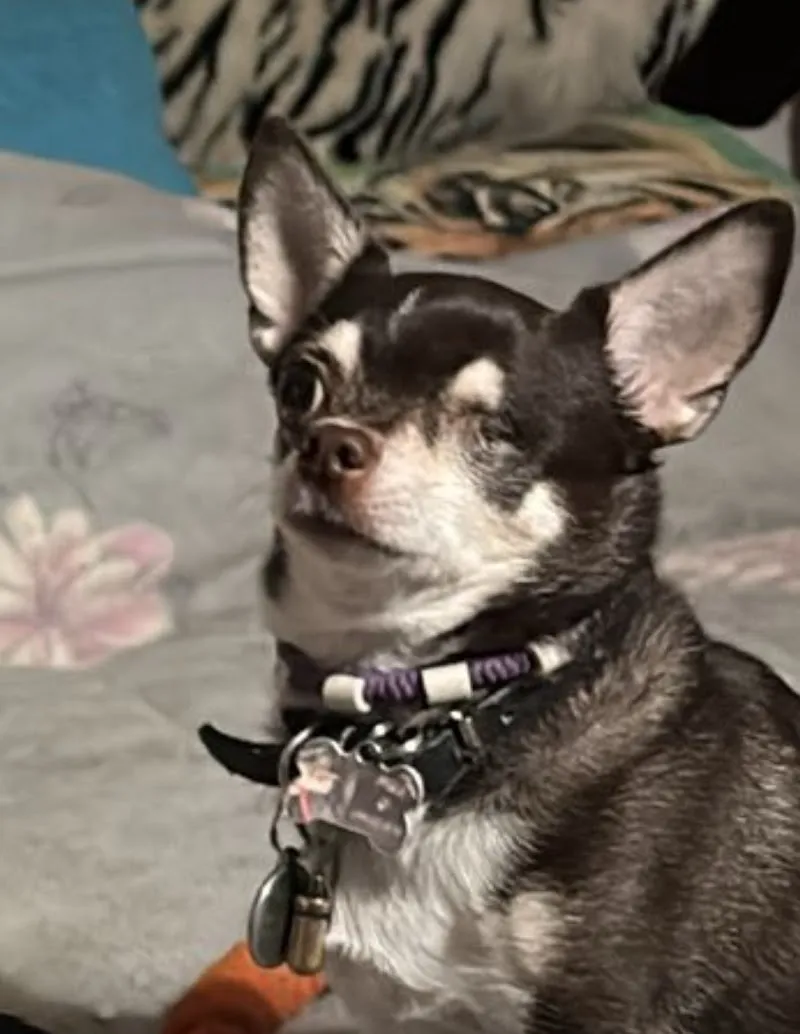 Cabinet vétérinaire des Jordils - Yverdon — Tierarzt, Yverdon-les-Bains, Waadt. Foto 3