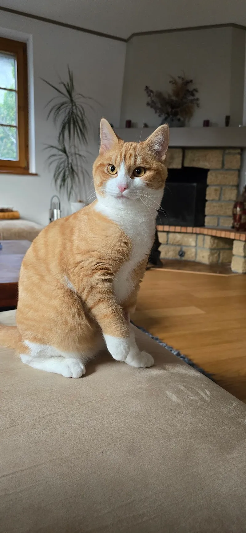Cabinet vétérinaire du Lac (anciennement Jutzeler) — Tierarzt, Yverdon-les-Bains, Waadt. Foto 2