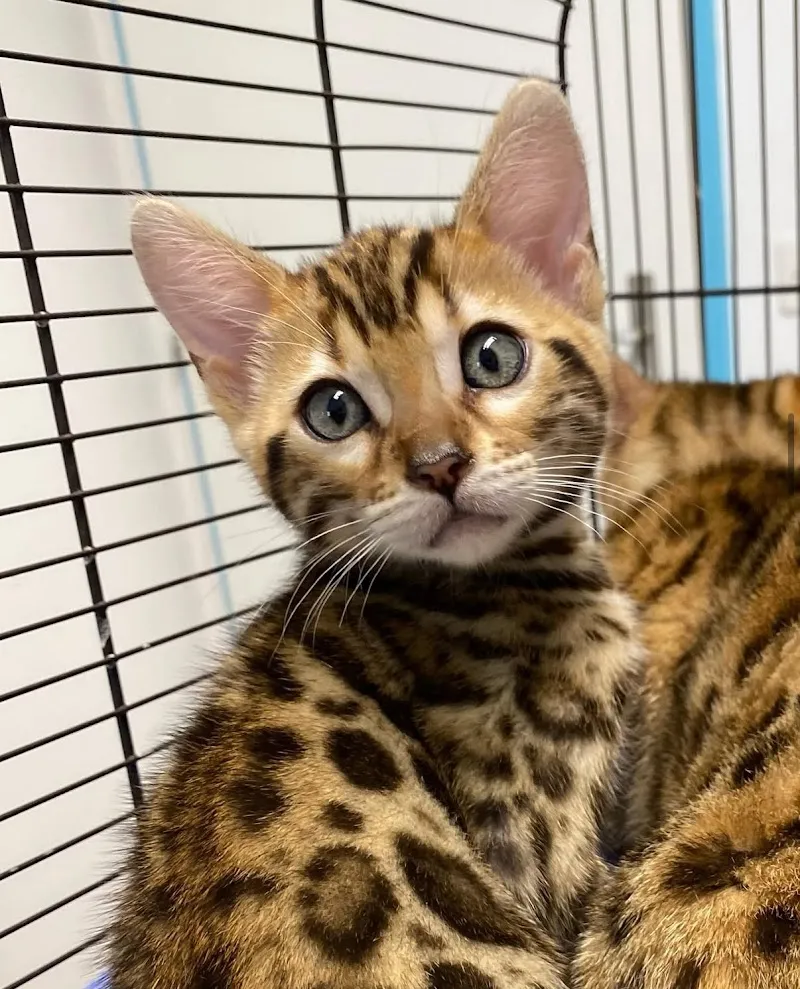 Cabinet vétérinaire du Léman Sàrl — Tierarzt, Lausanne, Waadt. Foto 2