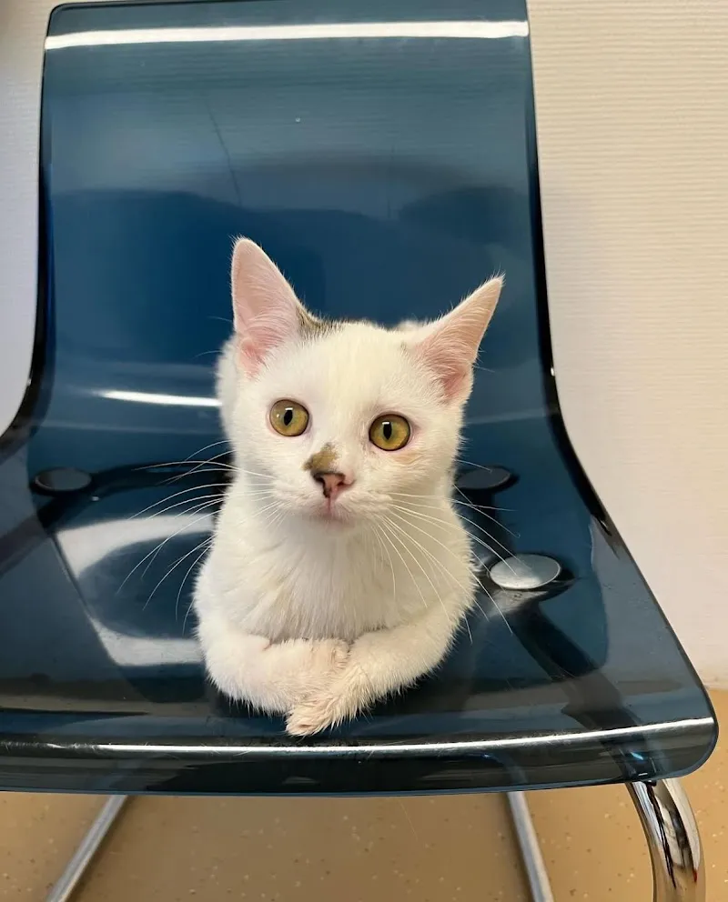 Cabinet vétérinaire du Léman Sàrl — Tierarzt, Lausanne, Waadt. Foto 3