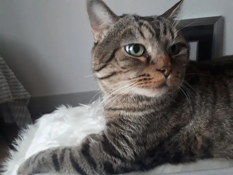 Cabinet vétérinaire du Molage — Vétérinaire, Aigle, Vaud. Foto 3