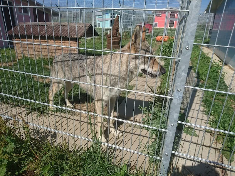 Oasis des vétérans — Katzenpension in Vaulruz, Freiburg. Bewertung 4.7/5.