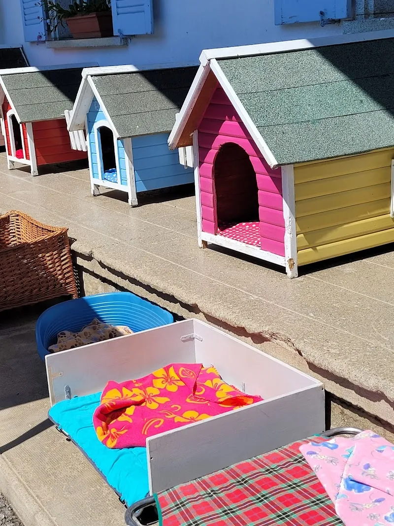 Oasis des vétérans — Katzenpension, Vaulruz, Freiburg. Foto 2