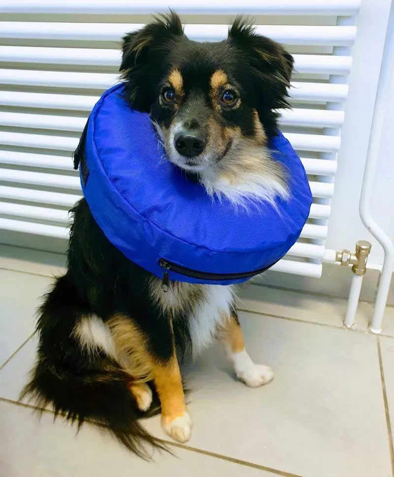 Cabinet vétérinaire Équilibre Sàrl — Tierarzt, Yverdon-les-Bains, Waadt. Foto 3