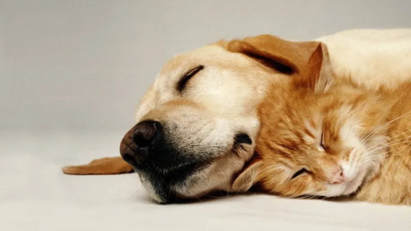 Cat'Pattes & Cie Sàrl — Tierarzt in Monthey, Wallis. Bewertung 4.4/5.