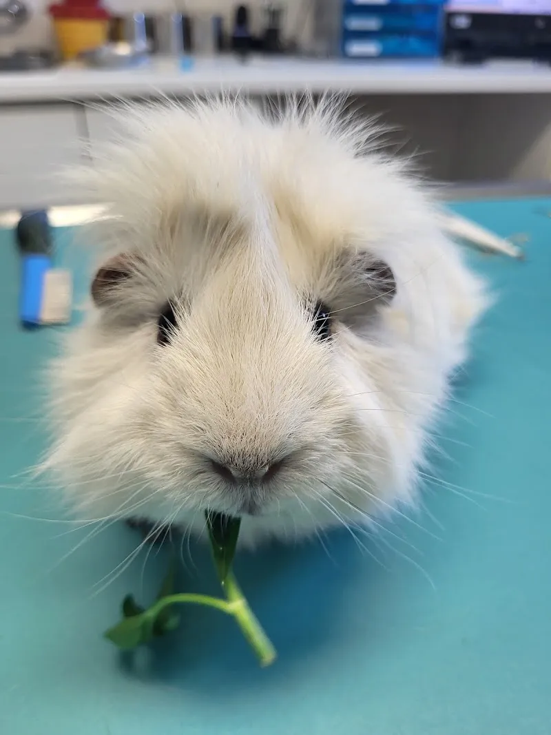 Cat'Pattes & Cie Sàrl — Tierarzt, Monthey, Wallis. Foto 2