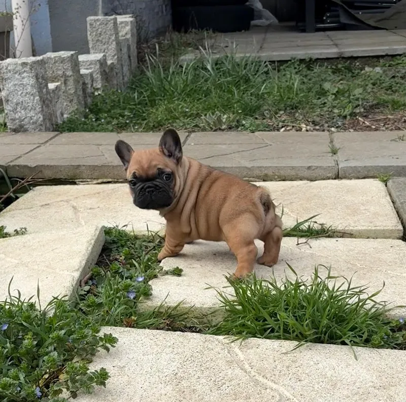 Cat'Pattes & Cie Sàrl — Tierarzt, Monthey, Wallis. Foto 3