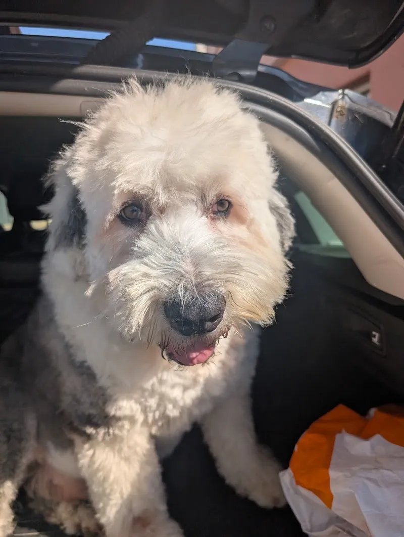 Centre Vétérinaire du Château SA — Vétérinaire, Echallens, Vaud. Foto 2