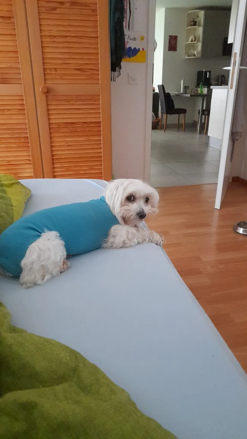 Centre Vétérinaire du Château SA — Vétérinaire, Echallens, Vaud. Foto 3