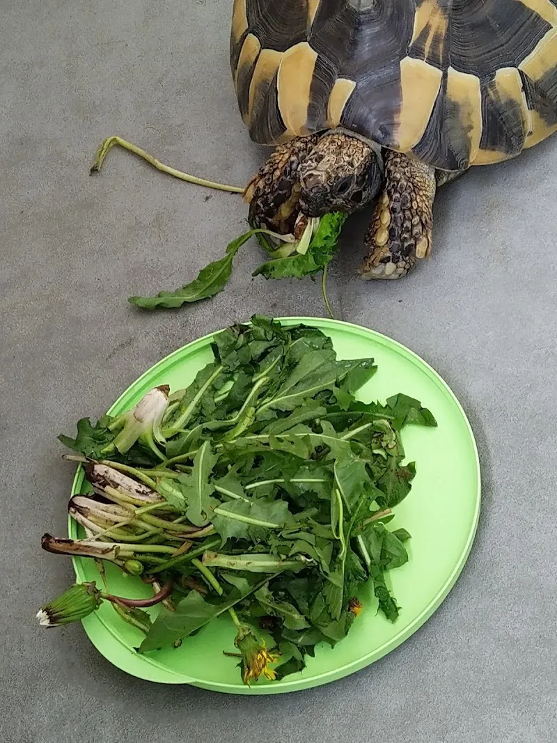 CityVet Cabinet Vétérinaire — Tierarzt in Prilly, Waadt. Bewertung 4.5/5.