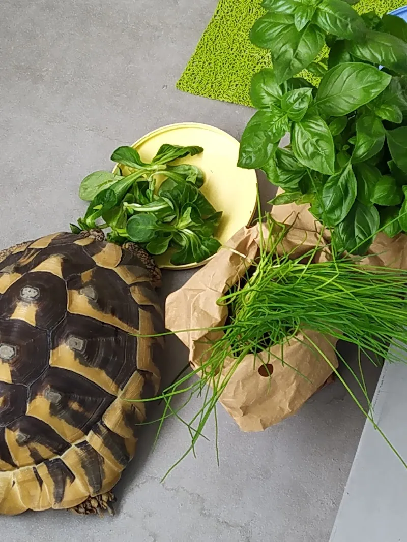 CityVet Cabinet Vétérinaire — Vétérinaire, Prilly, Vaud. Foto 2