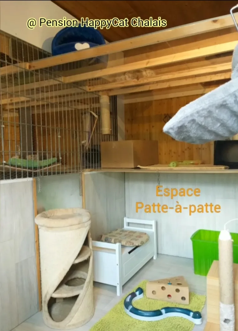 Pension HappyCat - Chalais — Katzenpension, Chalais, Wallis. Foto 3