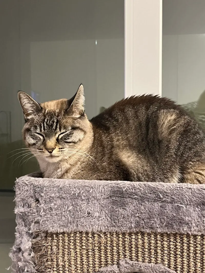 Côté Chat Côté Chien - Cabinet vétérinaire — Tierarzt, Renens, Waadt. Foto 3