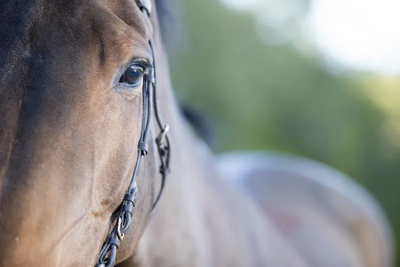 Dr Cyrille Piccot-Crézollet — Tierarzt in Nyon, Waadt. Bewertung 3.0/5.