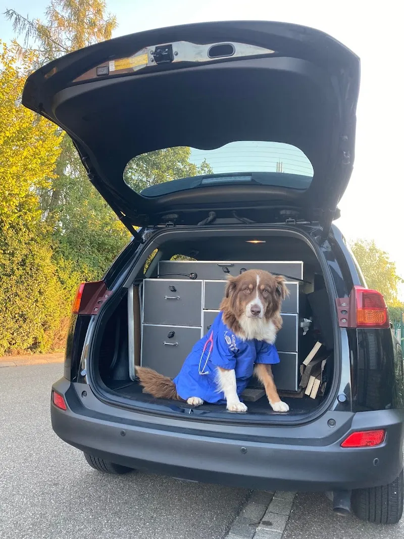 Dr Kim Herdly Vétérinaire équin / à domicile Vaud, Genève, France — Tierarzt in Commugny, Waadt. Bewertung 5.0/5.