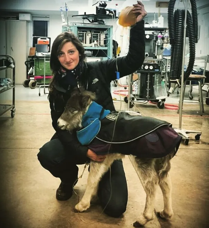 Dr Kim Herdly Vétérinaire équin / à domicile Vaud, Genève, France — Tierarzt, Commugny, Waadt. Foto 2