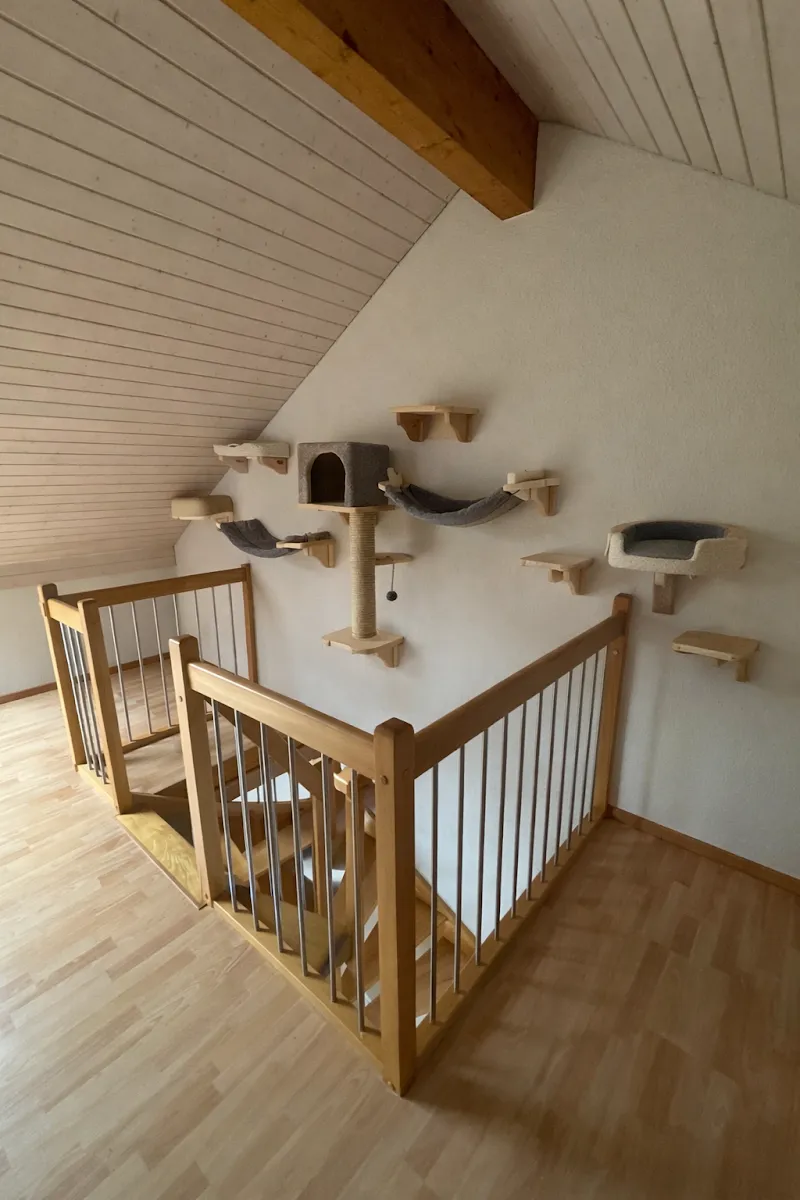 Pension Paka — Katzenpension in Romanel-sur-Lausanne, Waadt. Bewertung 5.0/5.