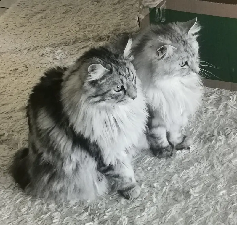 Dr méd. vét. Schmid Natacha — Vétérinaire, Montreux, Vaud. Foto 3