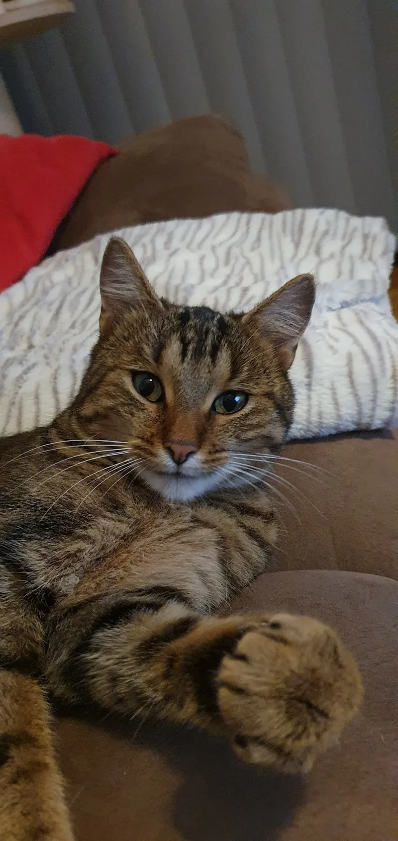 Dr méd. vét. Wicki Pascal — Tierarzt in Bussigny, Waadt. Bewertung 4.5/5.