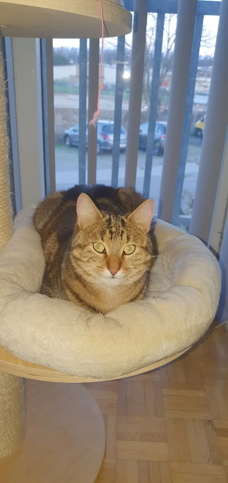 Dr méd. vét. Wicki Pascal — Vétérinaire, Bussigny, Vaud. Foto 2