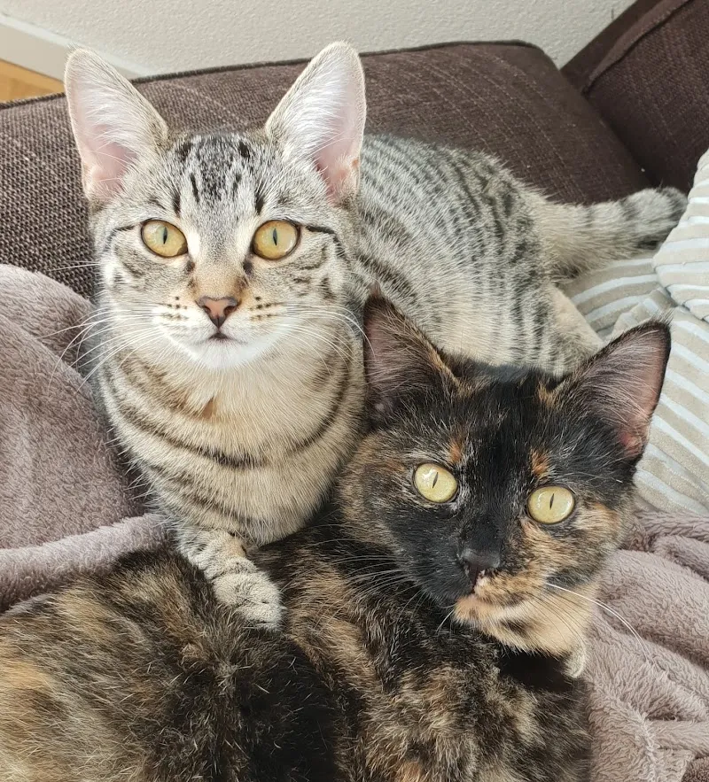 Dr méd. vét. Wicki Pascal — Vétérinaire, Bussigny, Vaud. Foto 3