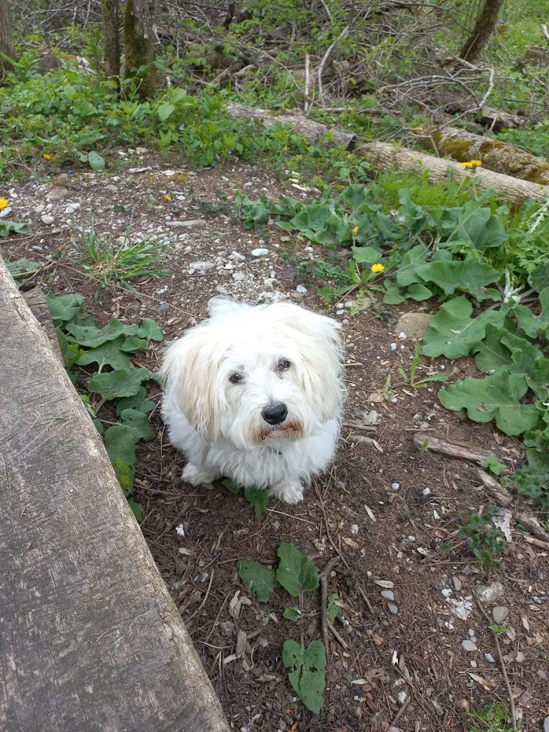 Dr.Med.Vet Alexandra Durrer et Dr.Med.Vet Vanessa Mufalle cabinet vétérinaire VetPhalen — Tierarzt in Vevey, Waadt. Bewertung 4.8/5.