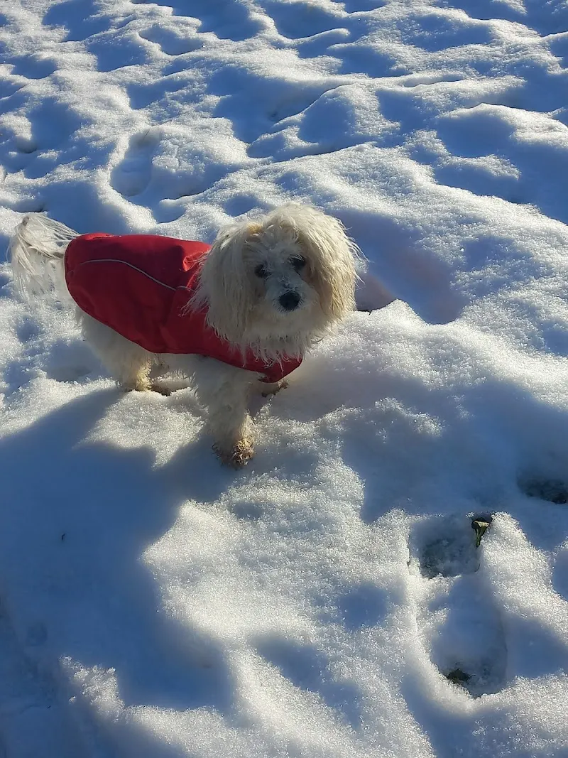 Dr.Med.Vet Alexandra Durrer et Dr.Med.Vet Vanessa Mufalle cabinet vétérinaire VetPhalen — Tierarzt, Vevey, Waadt. Foto 2
