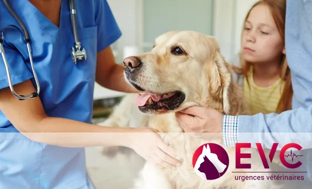 EVC Etoy - Urgences vétérinaires — Tierarzt in Etoy, Waadt. Bewertung 4.6/5.