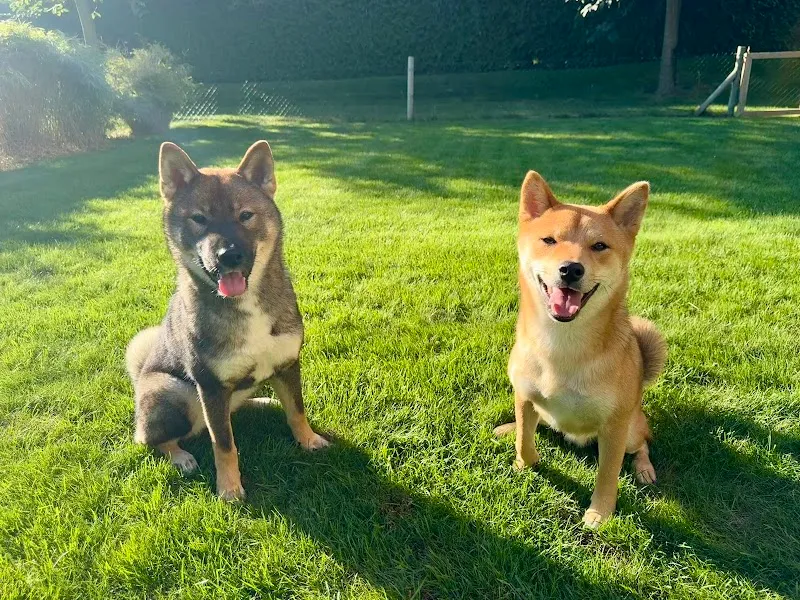 Ekko & Co — Tierdienste in Clarens, Waadt. Bewertung 5.0/5.