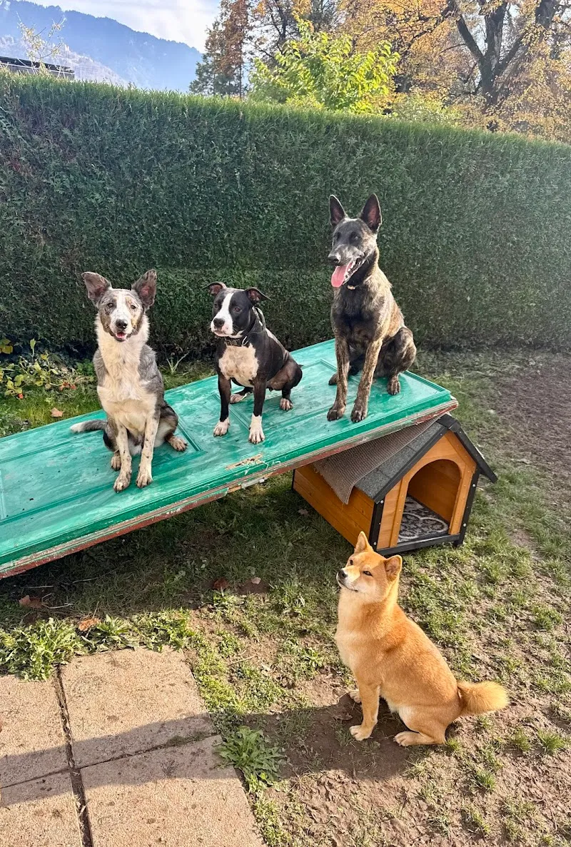 Ekko & Co — Service animalier, Clarens, Vaud. Foto 2