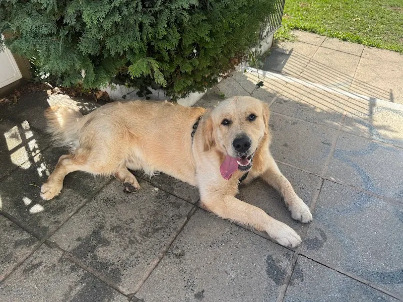 Ekko & Co — Service animalier, Clarens, Vaud. Foto 3