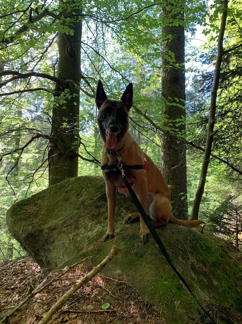 Pension du Renfort — Katzenpension in Palézieux, Waadt. Bewertung 4.9/5.