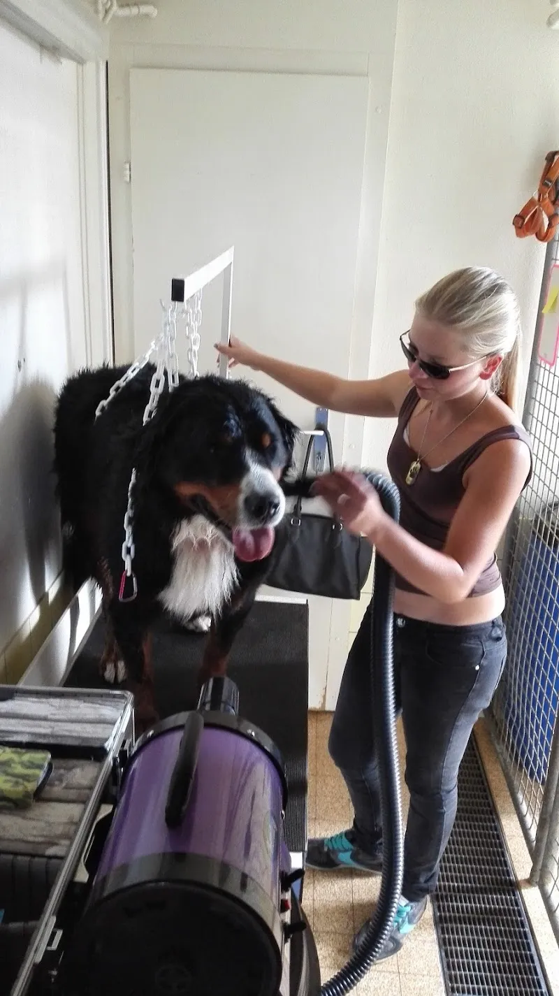 Pension du Renfort — Pension pour chats, Palézieux, Vaud. Foto 2