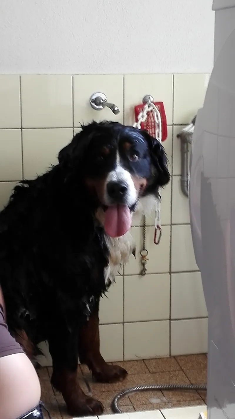 Pension du Renfort — Pension pour chats, Palézieux, Vaud. Foto 3