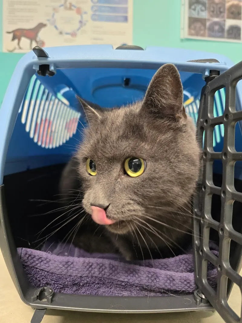 Grancy Vétérinaire Lausanne — Tierarzt in Lausanne, Waadt. Bewertung 4.9/5.