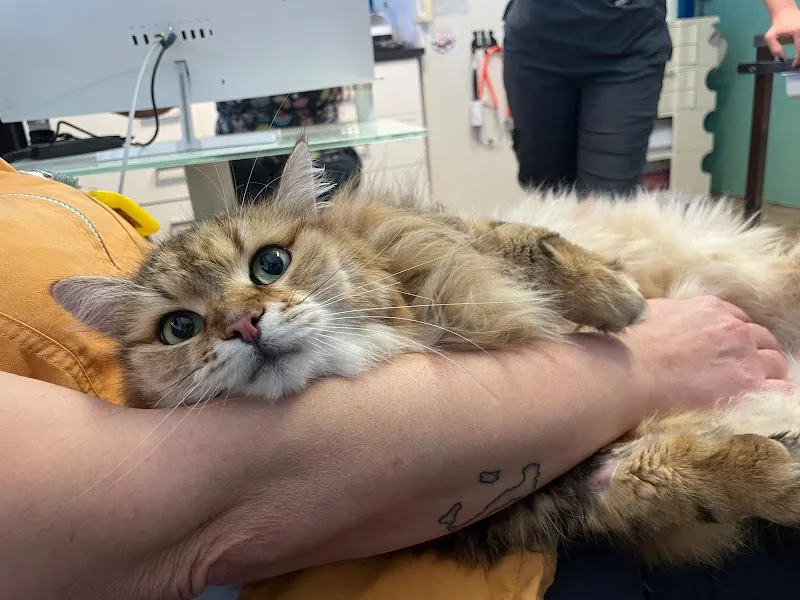 Grancy Vétérinaire Lausanne — Vétérinaire, Lausanne, Vaud. Foto 3