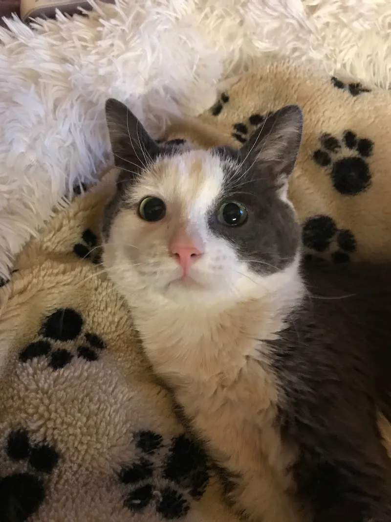 Groupe vétérinaire des Ducats Sàrl — Tierarzt in Orbe, Waadt. Bewertung 4.4/5.