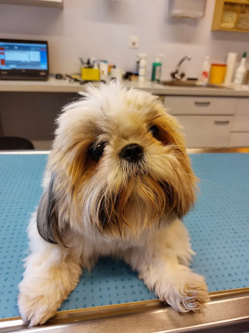 Groupe vétérinaire des Ducats Sàrl — Tierarzt, Orbe, Waadt. Foto 2