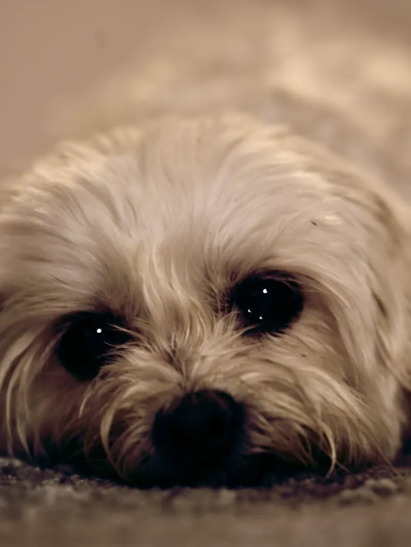 Maison des Urgences Vétérinaires Nord Lausanne — Tierarzt, Epalinges, Waadt. Foto 2